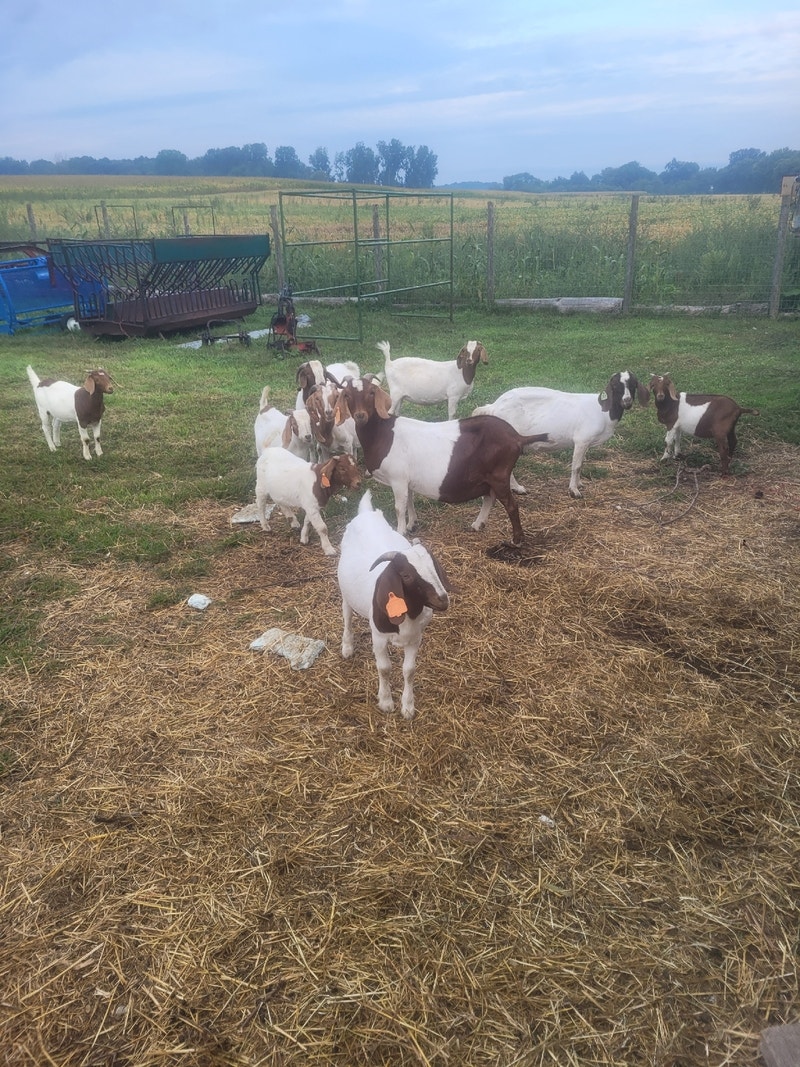 Boer goat herd Livestock London Kijiji
