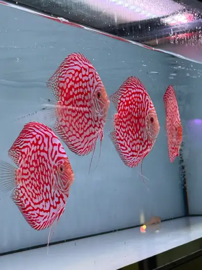 high quality discus at auspicious aquarium, View more