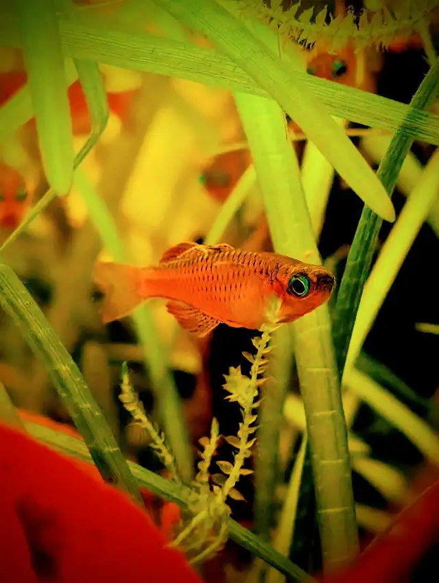 Dwarf Sagittaria in Fish for Rehoming in Kitchener / Waterloo - Image 5