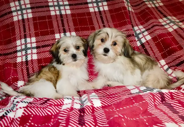 Chiots Malshi  (514-430-1821) in Dogs & Puppies for Rehoming in City of Montréal - Image 5