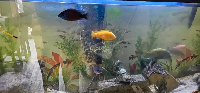 african chiclids  in Fish for Rehoming in London - Image 8