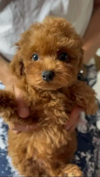 Tea cup red poodle rehoming, View more
