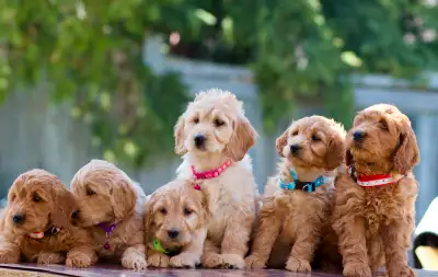 Golden doodle puppies ♥️, View more