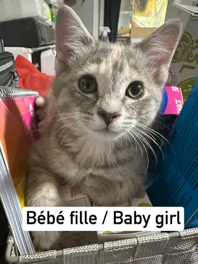 Chatons à Vendre / Kittens For Sale, View more