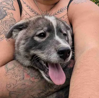 chiot Samsky a vendre  ( husky sibérien pure + samoyede pure ) , View more