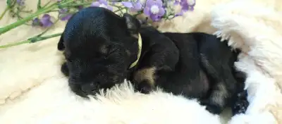 Miniature Schnauzer Puppy, View more