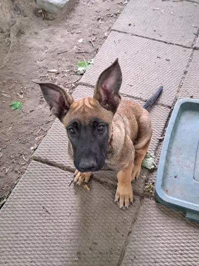 belgain Malinois puppies, View more