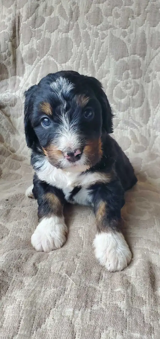 Bernedoodles !!  F1 smaller Puppy SALE !! in Dogs & Puppies for Rehoming in Kelowna - Image 9