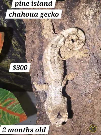 Super healthy baby p.i.chahoua gecko. 3 months old and eating great. Still in the (ugly duckling sta...