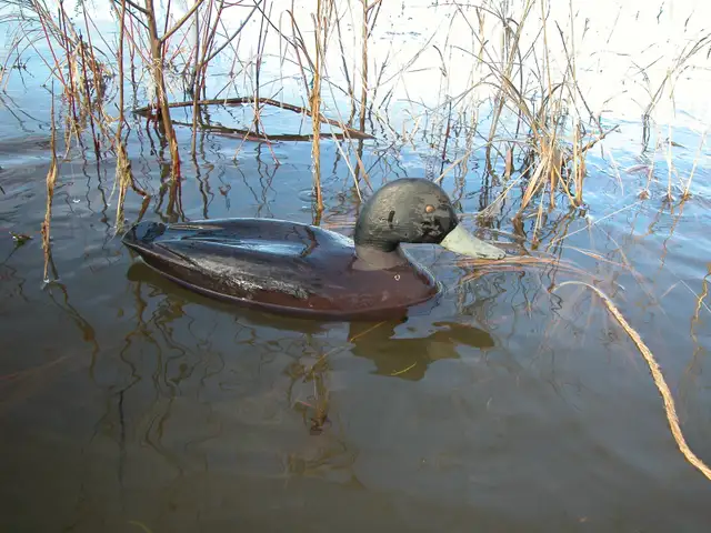 Duck Decoys - 'Blacks' in Fishing, Camping & Outdoors in Ottawa - Image 2