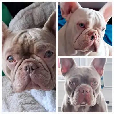 Nous sommes à la recherche de familles d'accueil pour notre programme d'élevage de Bouledogues franç...