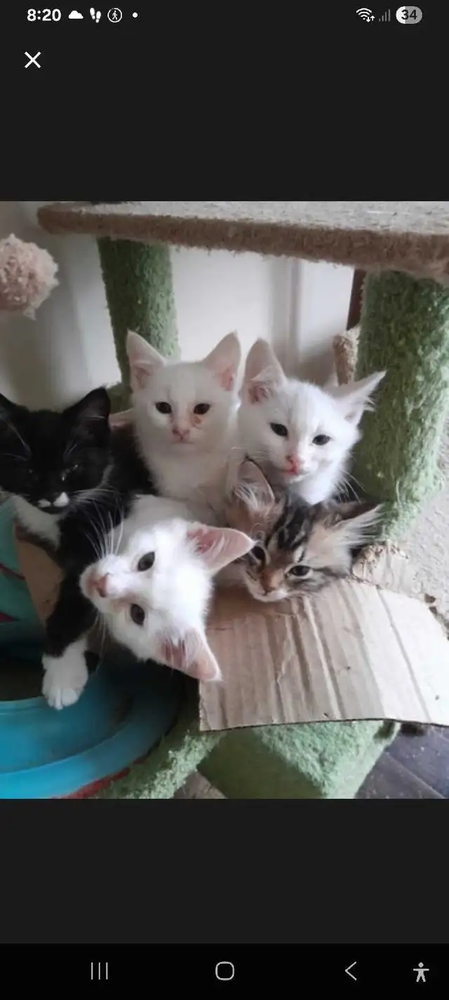 Maine coon mix in Cats & Kittens for Rehoming in North Bay - Image 4