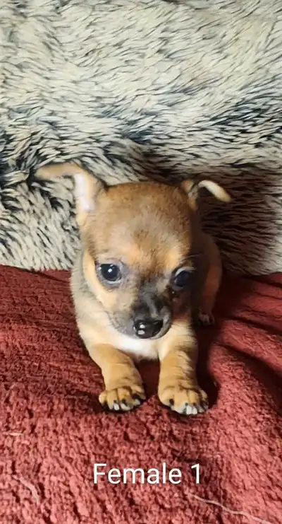 Have a beautiful litter of 5 chihuahua puppies. Two long haired 3 short haired. Come with first shot...