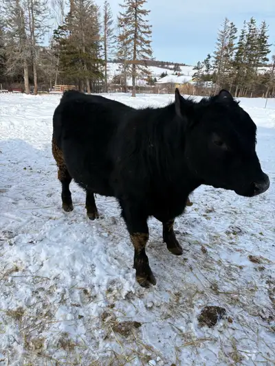 Angus Bull, View more