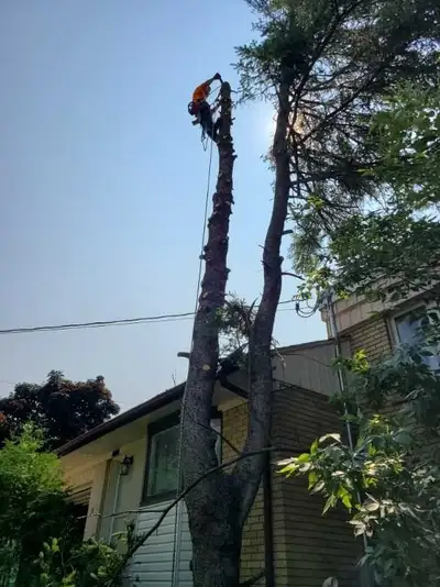 Tree Removal & Trimming | Free Estimates, View more
