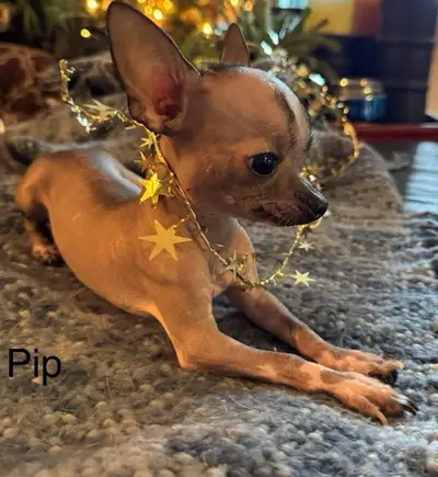 Small Hairless Chiuahiua Puppies, View more