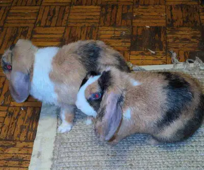 bunny rehoming, View more