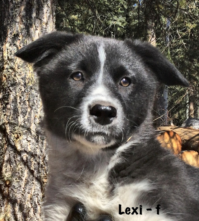 Karelian Bear Dog puppies in Dogs & Puppies for Rehoming in Burns Lake - Image 3
