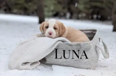 Adorable Puppies, View more