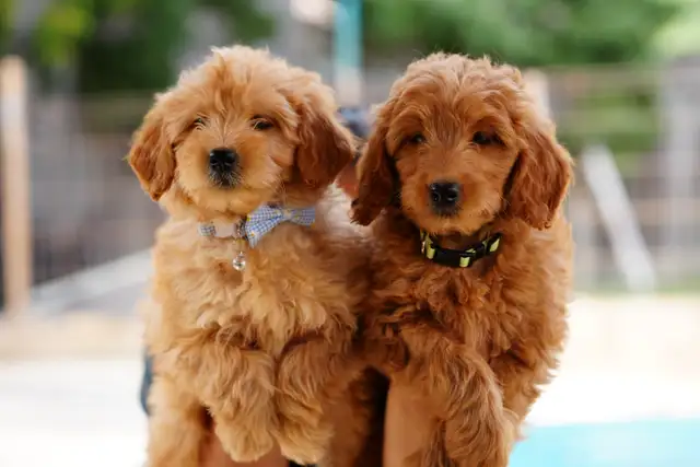 Goldendoodle Puppies in Dogs & Puppies for Rehoming in Mississauga / Peel Region - Image 3