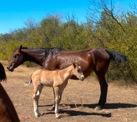 Broke to ride and drive standered bred with filly at side!