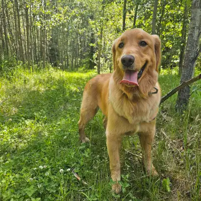 Male Golden Retriever, View more