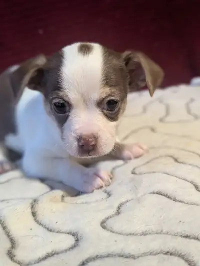 Bonjour je vends des chihuahua j'ai deux male brun blanche une femelle blanche non vacciner il on 3...