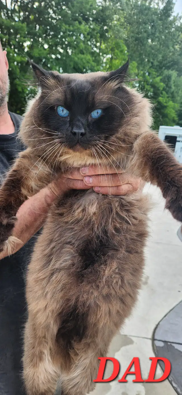Top‑Quality Ragdoll Male Stud❤️