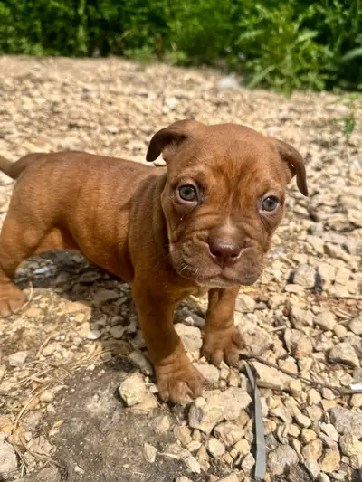 ENGLISH BULLDOG X, View more