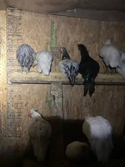 Laying Ducks and chickens for sale roosters and hens, View more