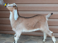 Pure Breed Nubian Buckling Goat