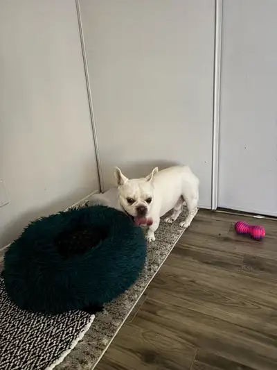 Garde d’animaux fiable et attentionnée à Montréal , View more