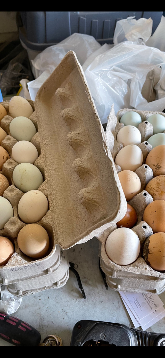 Pasture raised Eggs $8 per dozen in Health & Special Needs in Oshawa / Durham Region - Image 2