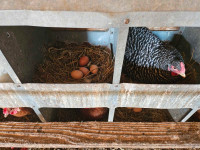 Flock Reduction Sale- Young Laying Hens