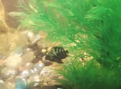 Conflict cichlids , View more