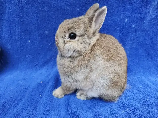 EXTRAODINAIRE BÉBÉ lapin nain néerlandais mâle *MALE BABY BUNNY in Small Animals for Rehoming in City of Montréal - Image 3