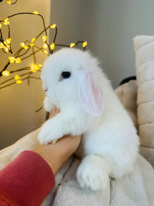 lapins-nain bélier hollandais mâles in Small Animals for Rehoming in Laval / North Shore - Image 6