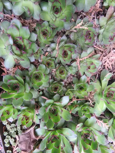 Plants - Free, View more