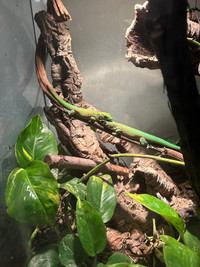 Breading pair giant day gecko