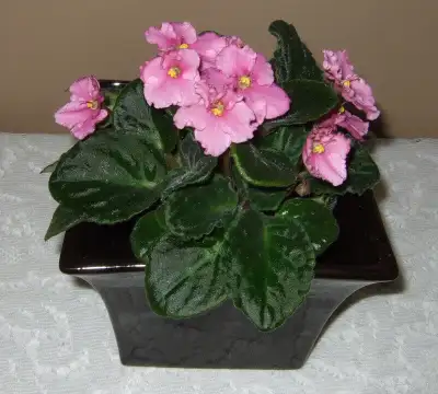 NEW. Dimensions: 10cm. sq. at bottom of pot, segueing up to 15cm. sq. at top of pot. Height-10.7cm....