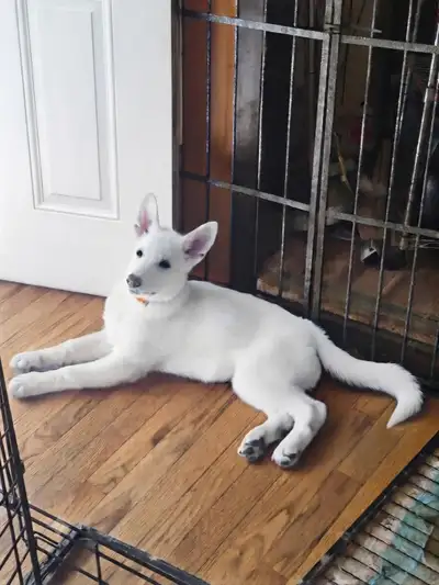 Berger Blanc Suisse reste 2 mâles, View more