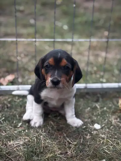 Beagle Puppies, View more