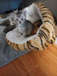 Tabby/Bengal kitten looking for a new home