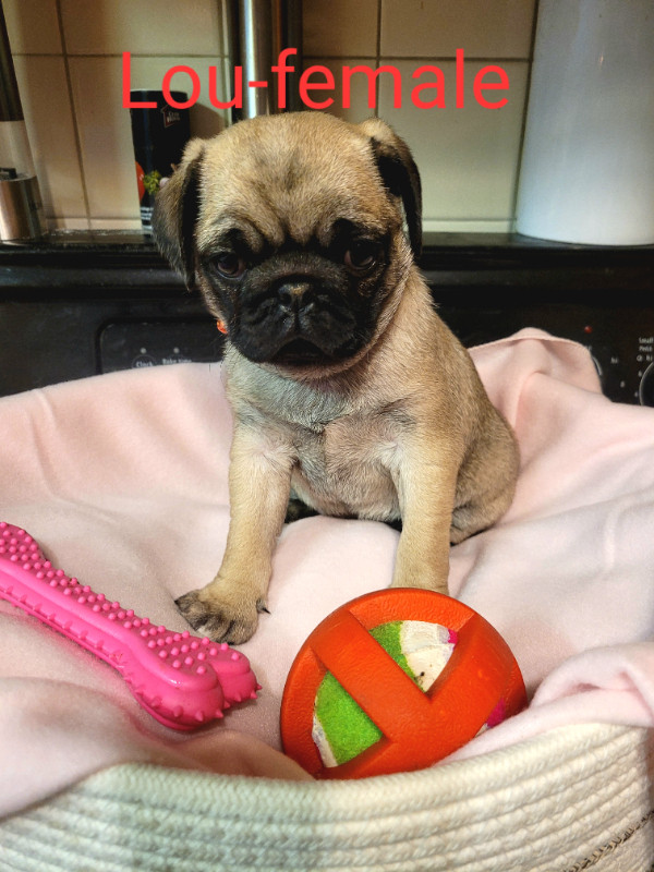 Pure bred fawn pug puppies in Dogs & Puppies for Rehoming in Sarnia - Image 4