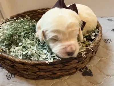 Labradoodle Puppies Available! Family Raised, Health Tested, View more