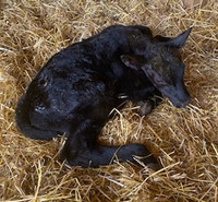 Black Angus Replacement Bull Calf