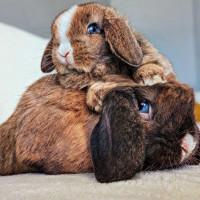 Holland lop rabbit bunny rabbit holland_lop_basket