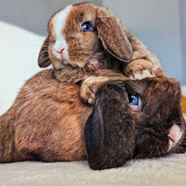 Holland lop rabbit bunny rabbit holland_lop_basket in Small Animals for Rehoming in Edmonton