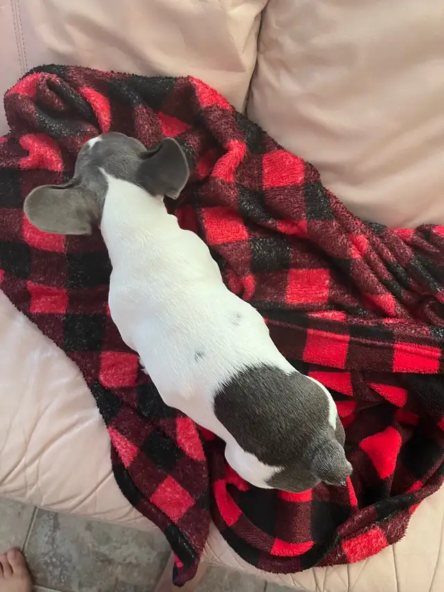 Female French bulldog  14 weeks olds in Dogs & Puppies for Rehoming in Markham / York Region - Image 5