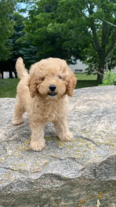 Mini Golden Doodle puppy available, View more